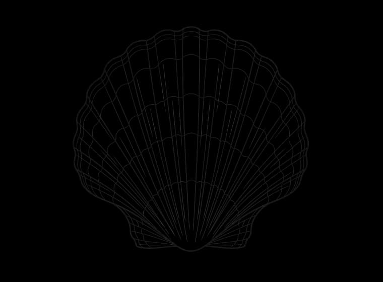 Engraved illustration of a scallop shell